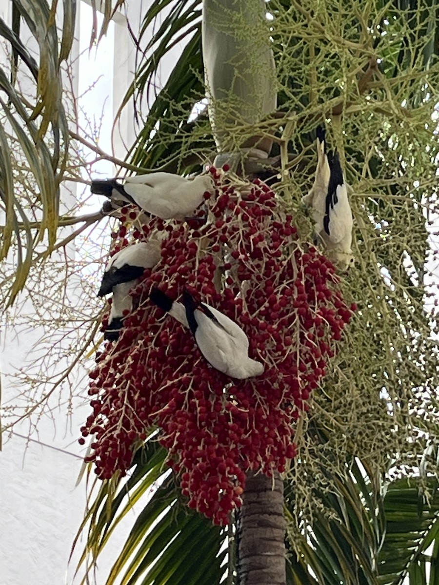 Pied Imperial-Pigeon - ML640946685