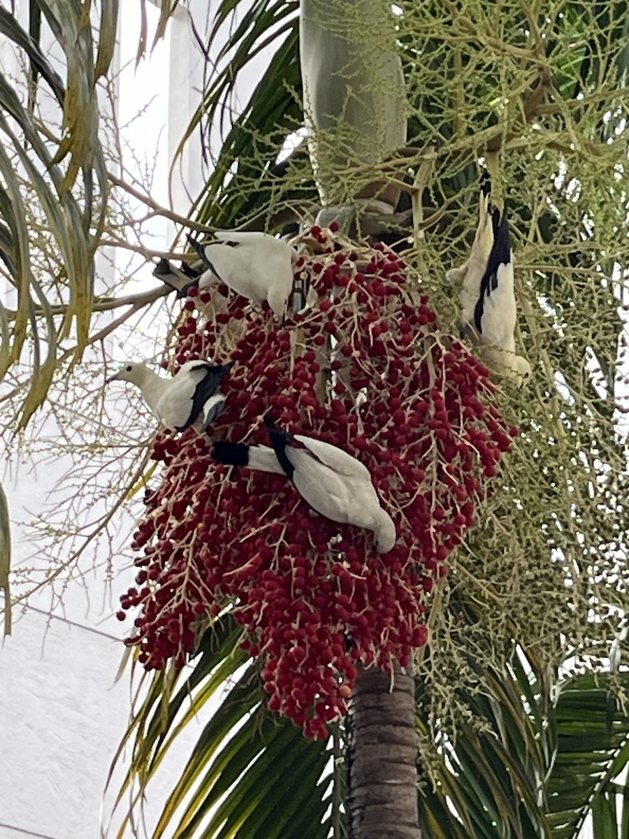 Pied Imperial-Pigeon - ML640946686