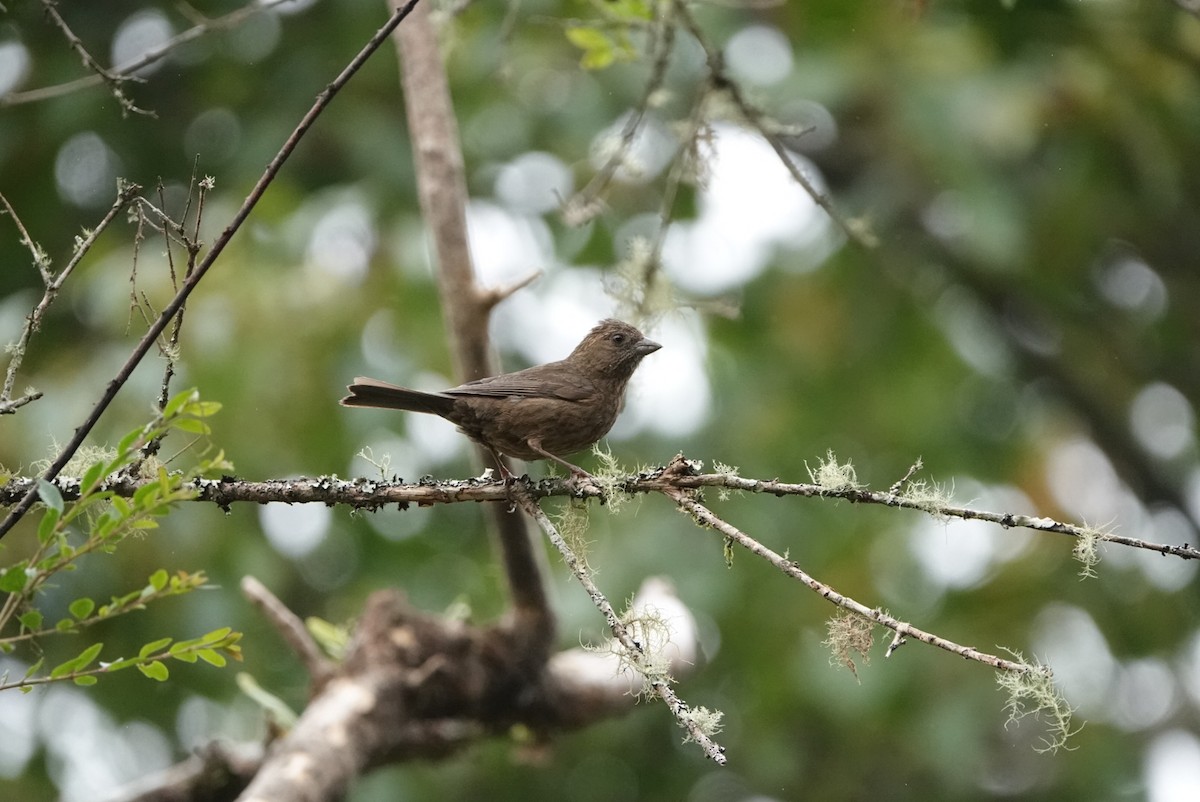 Taiwan Rosefinch - ML640946688