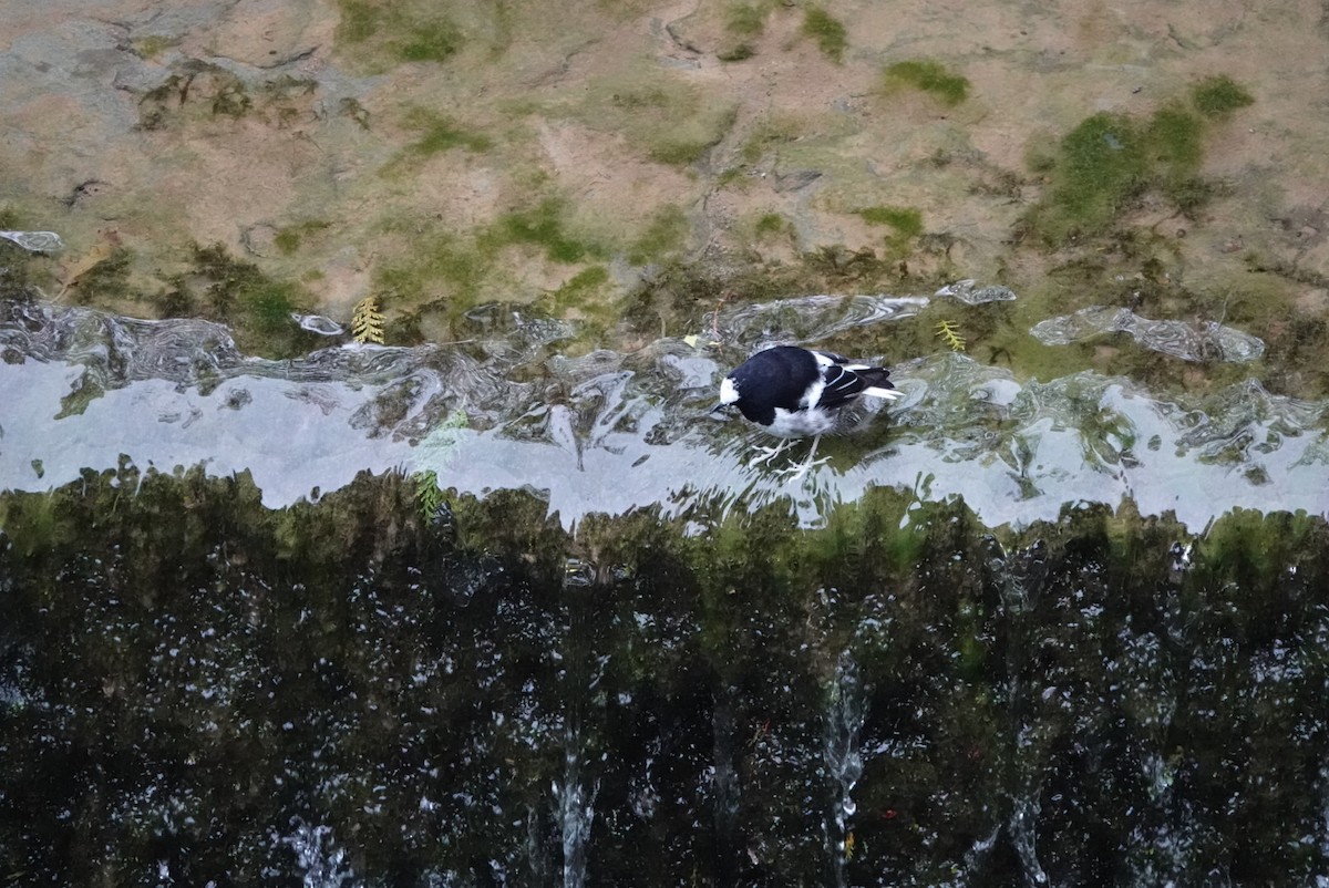 Little Forktail - ML640946730