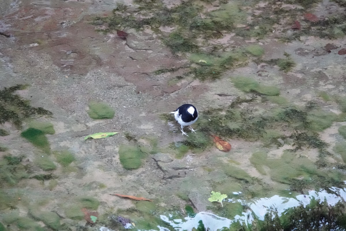 Little Forktail - ML640946732