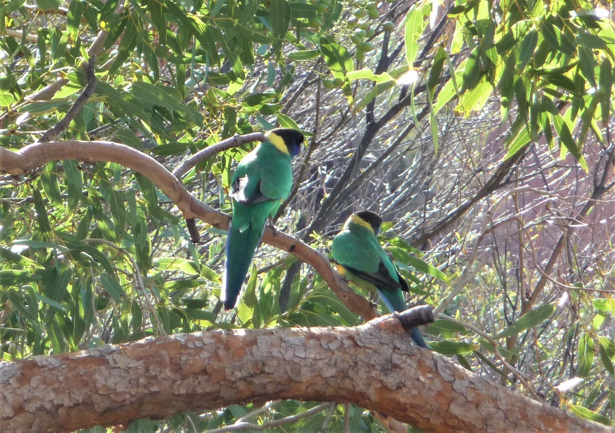 Воротничковый попугай - ML640946733