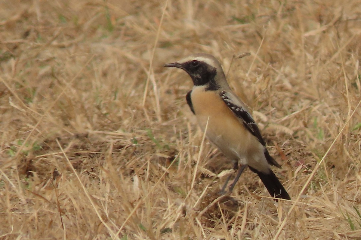 Desert Wheatear - ML640946738
