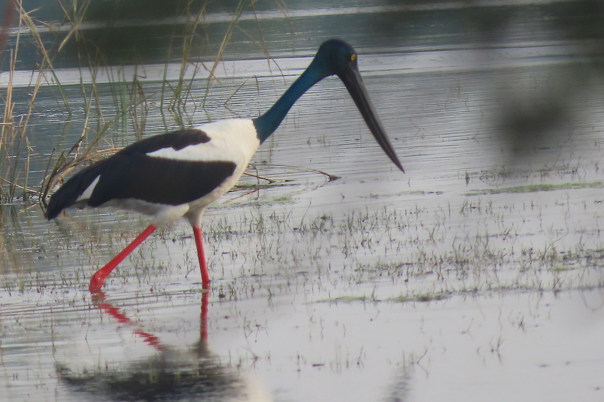 Black-necked Stork - ML640946803