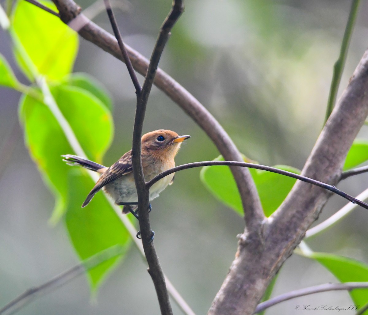Oahu Elepaio - ML640946853