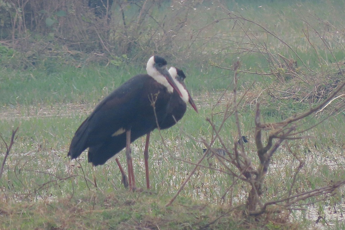 Asian Woolly-necked Stork - ML640946854