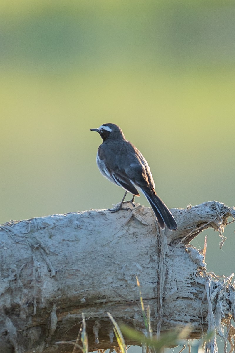 White-browed Wagtail - ML640946887