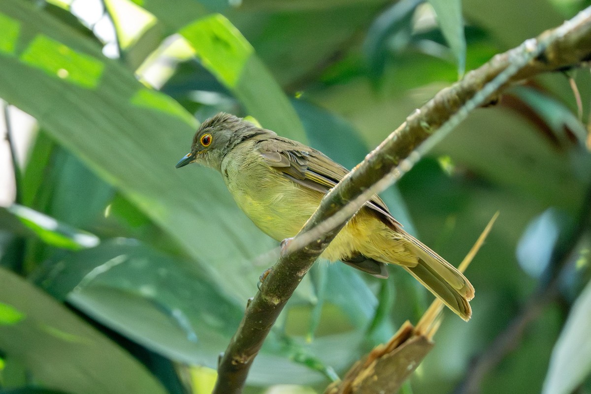 Spectacled Bulbul - ML640946890