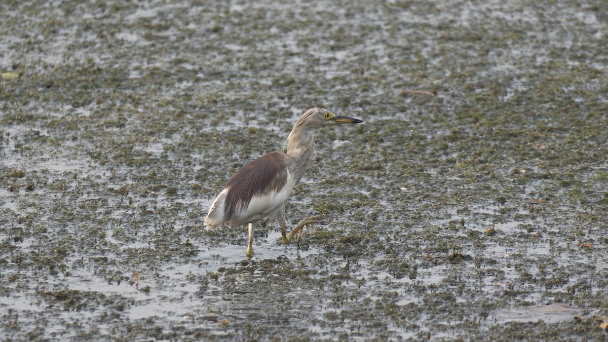 mangrovehegre - ML640946911