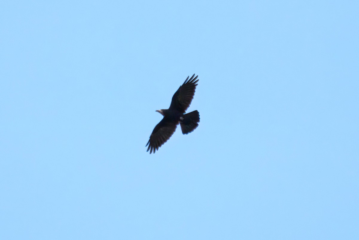 Corbeau freux - ML640946916