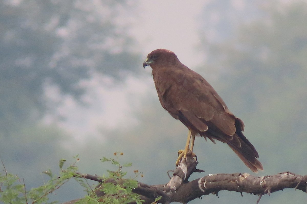 Águila India - ML640946923