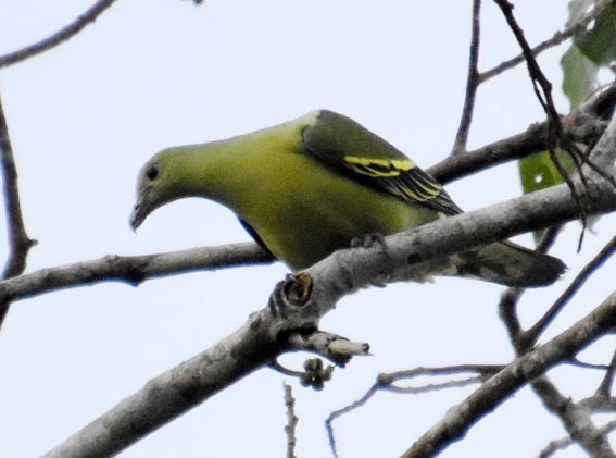 Andaman Green-Pigeon - ML640946932