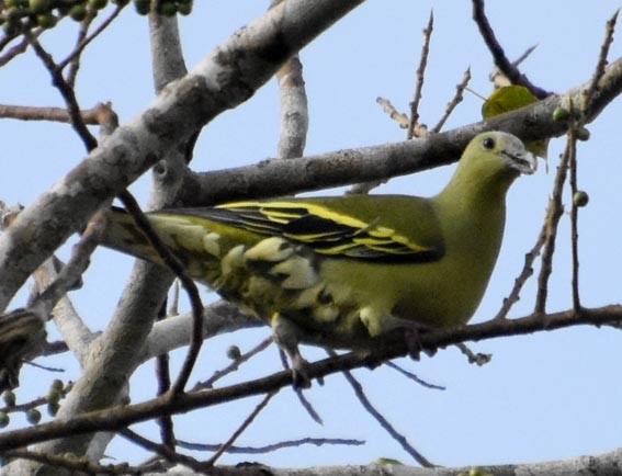 Andaman Green-Pigeon - ML640946934