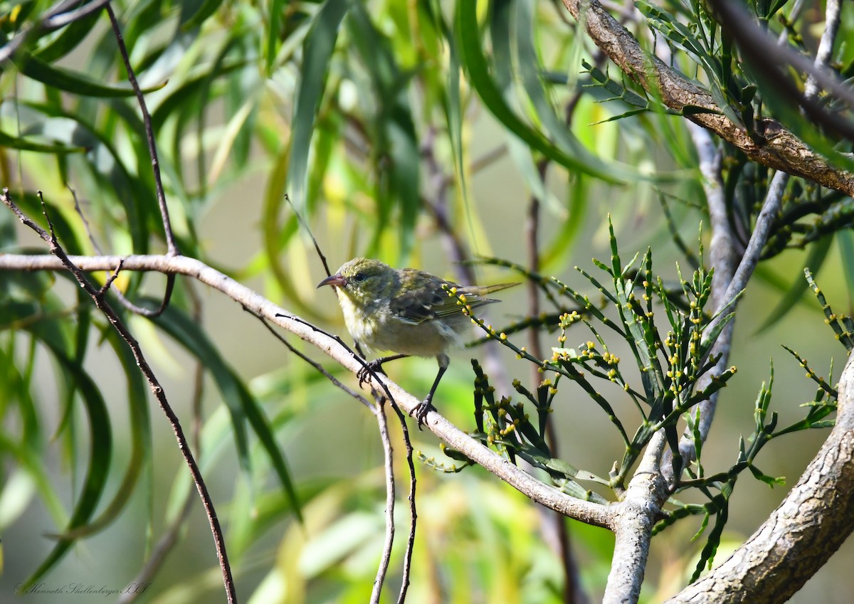 Oahu Amakihi - ML640946966