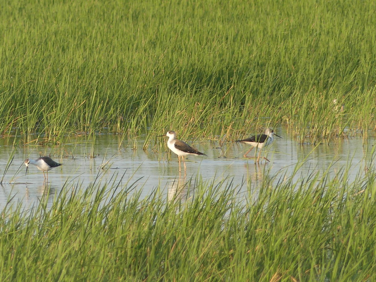 Black-winged Stilt - ML640946977