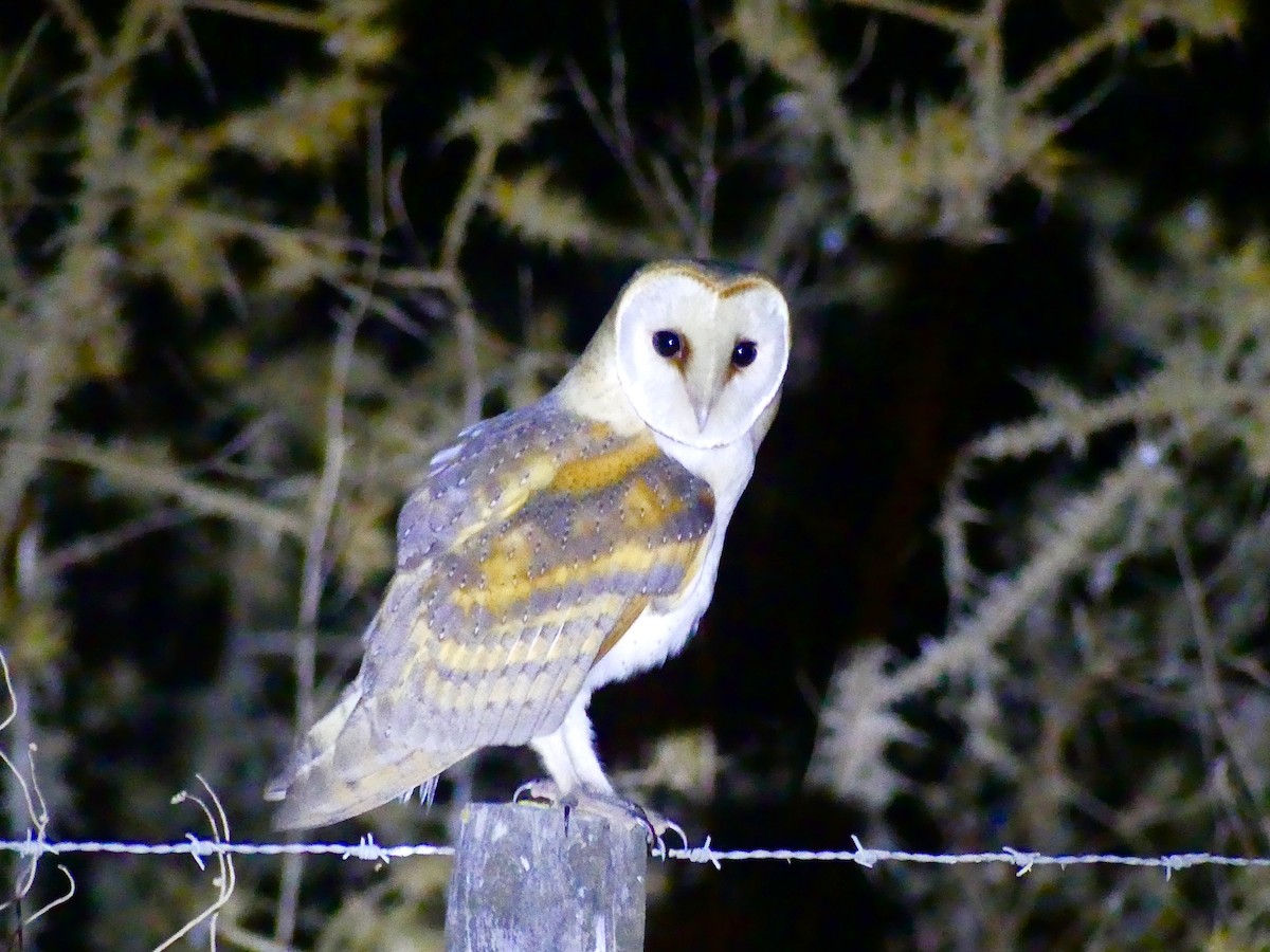 Western Barn Owl - ML640946981