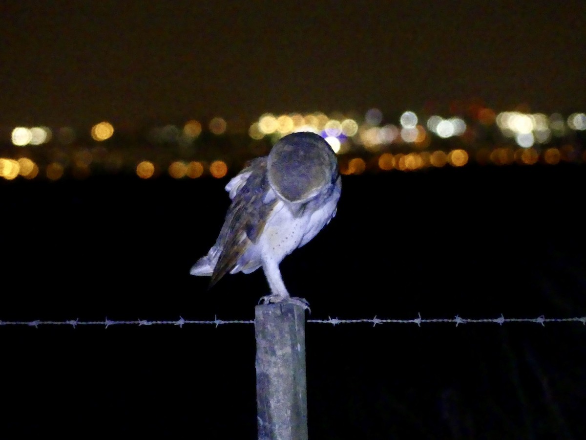 Western Barn Owl - ML640946983