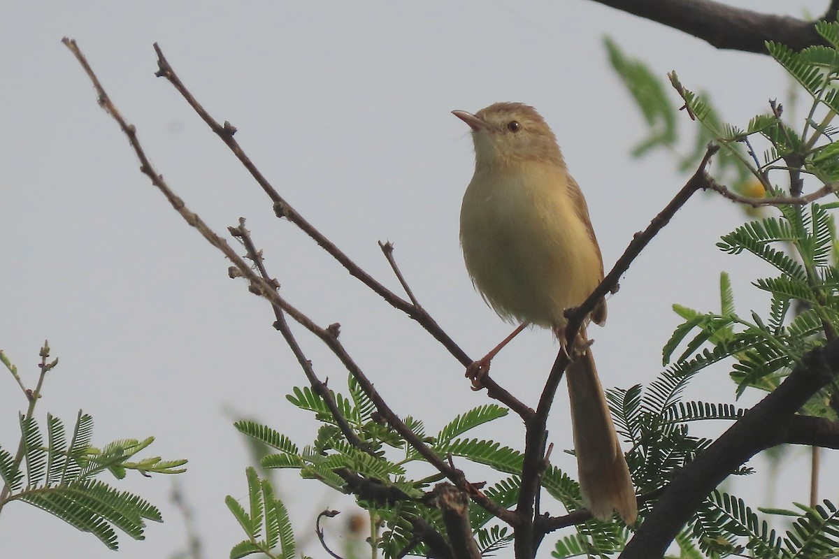 Plain Prinia - ML640946997
