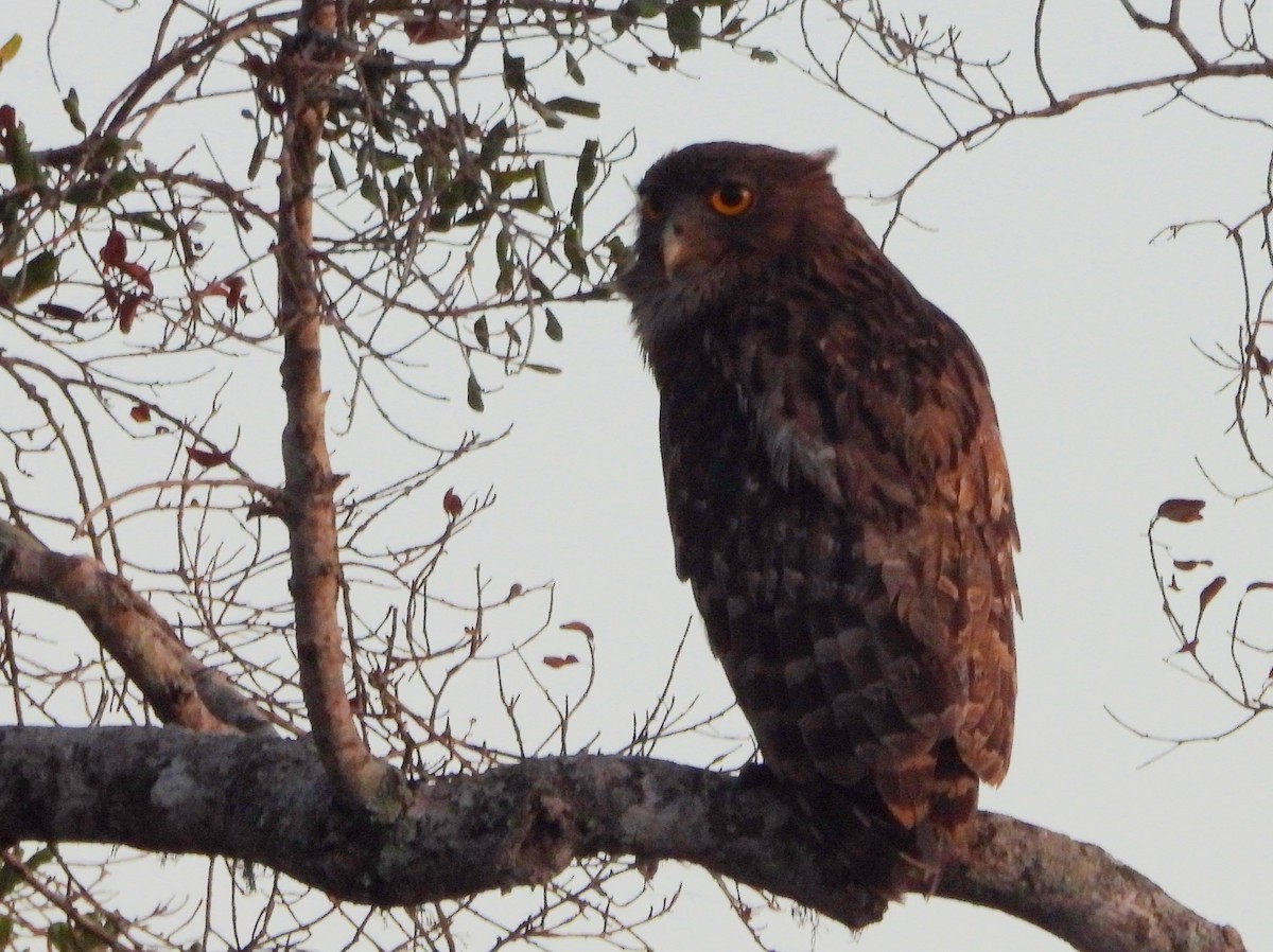 Brown Fish-Owl - ML640946999