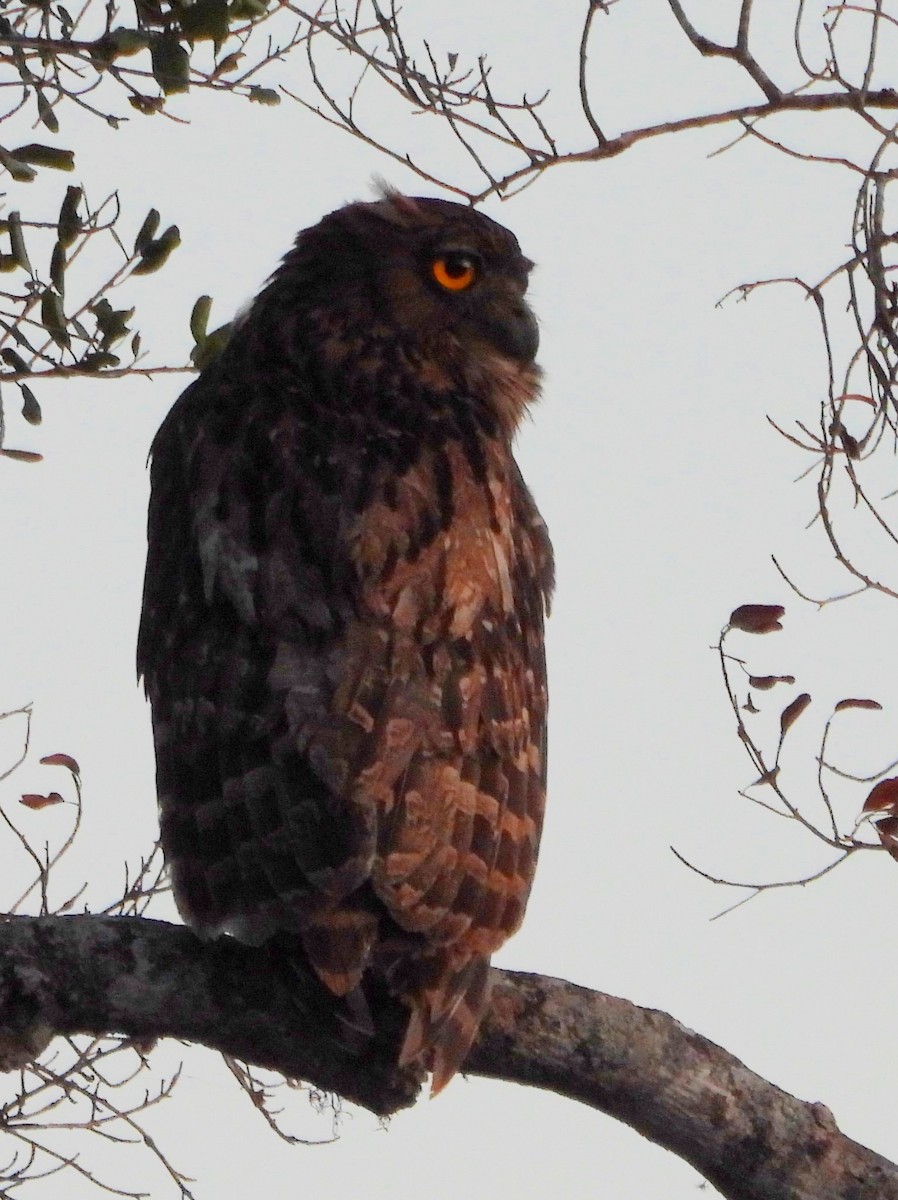 Brown Fish-Owl - ML640947000