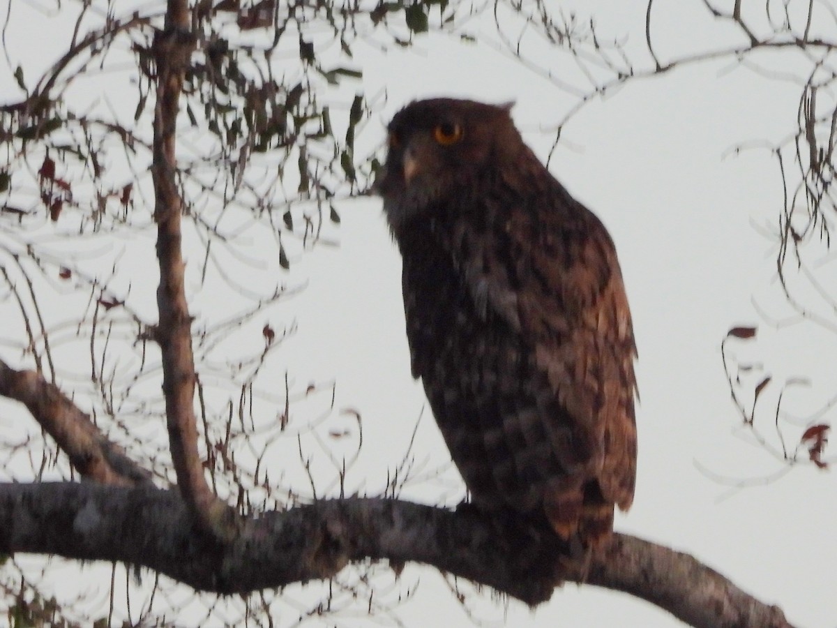 Brown Fish-Owl - ML640947001