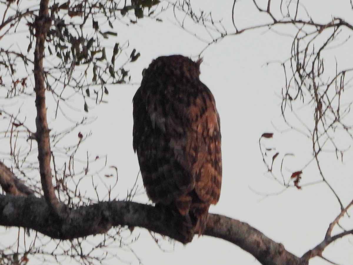 Brown Fish-Owl - ML640947003