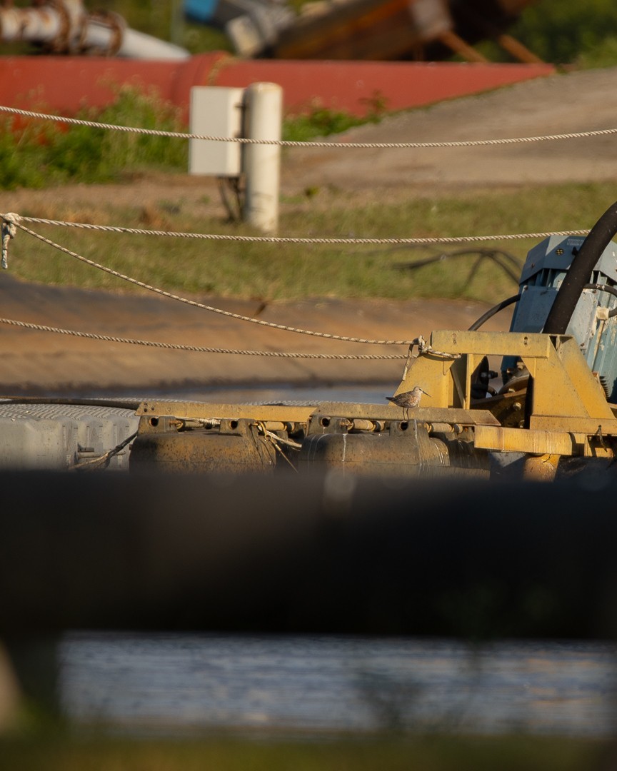 Curlew Sandpiper - ML640947025
