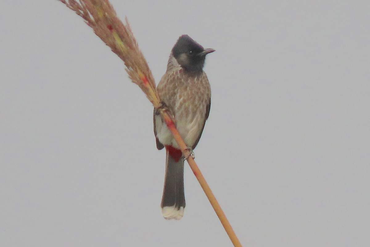 Red-vented Bulbul - ML640947026