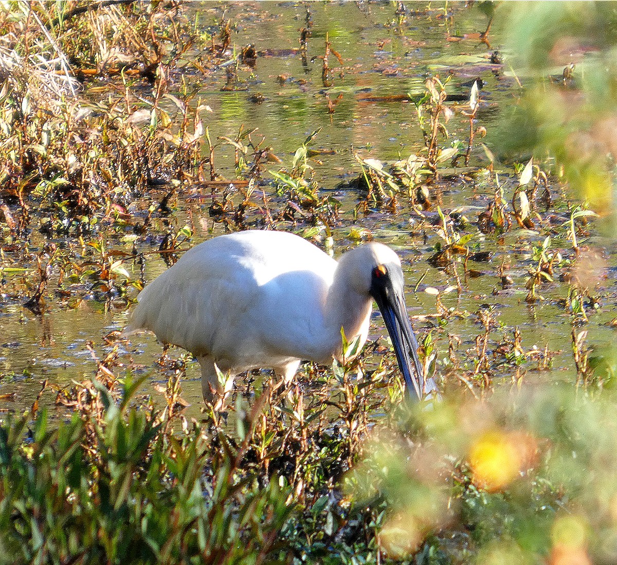 Royal Spoonbill - ML640947032