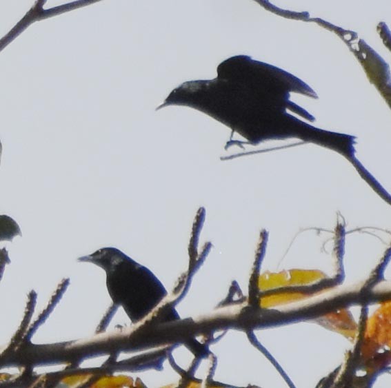 Asian Glossy Starling - ML640947049