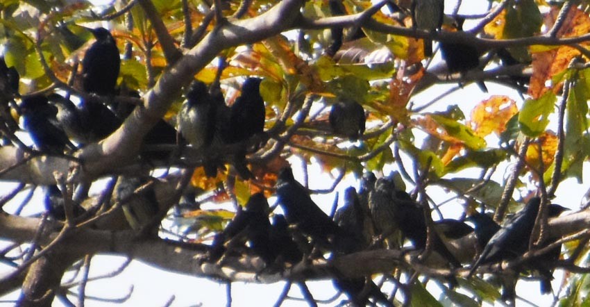 Asian Glossy Starling - ML640947053