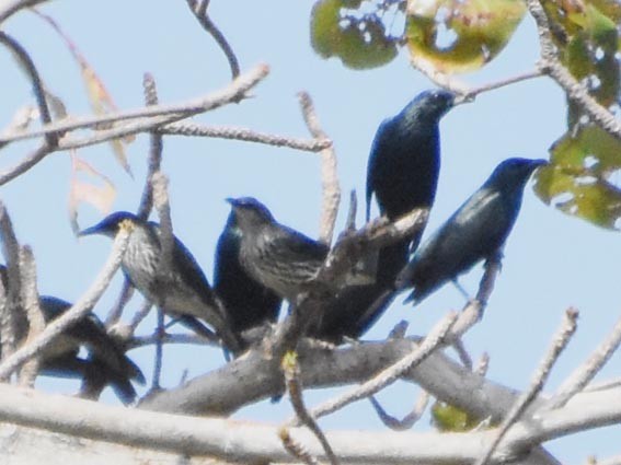 Asian Glossy Starling - ML640947055