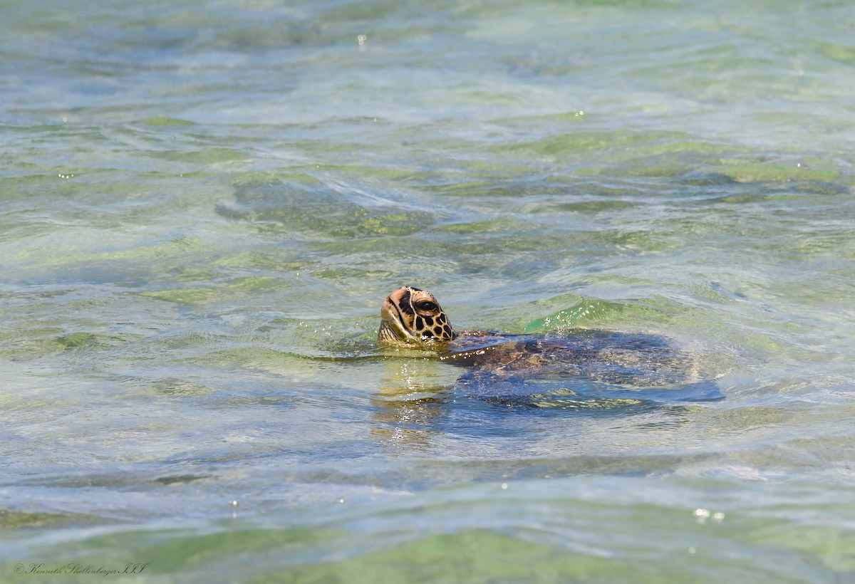Green Sea Turtle - ML640947062