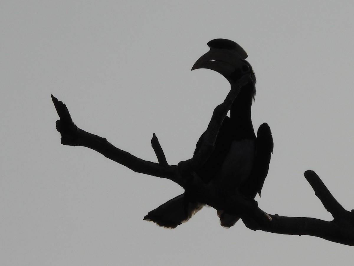 Malabar Pied-Hornbill - ML640947071