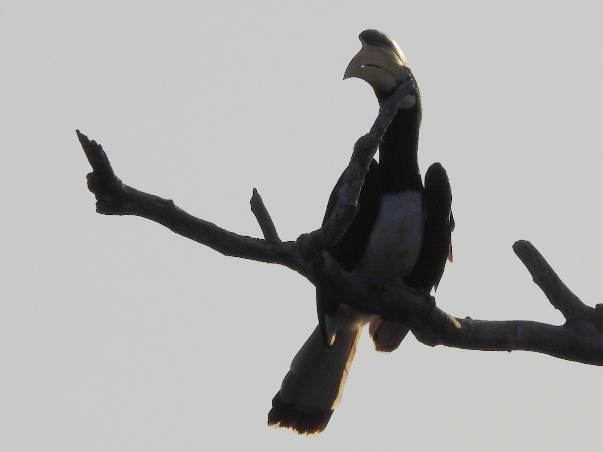 Malabar Pied-Hornbill - ML640947072