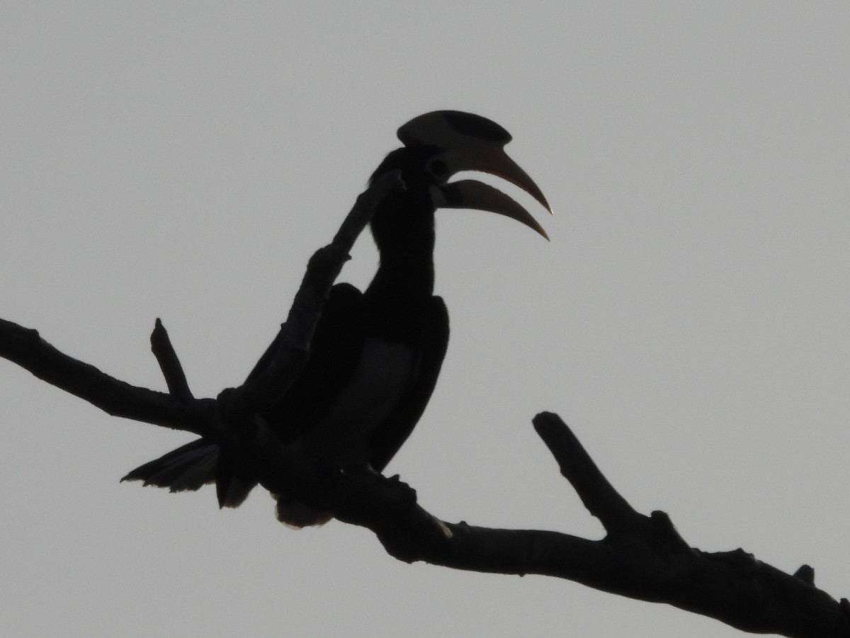 Malabar Pied-Hornbill - ML640947073