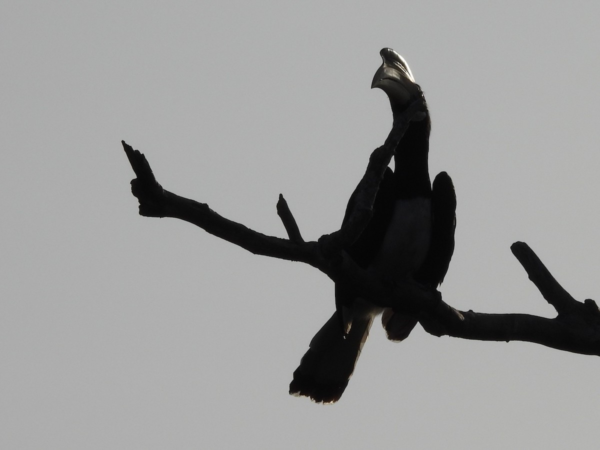 Malabar Pied-Hornbill - ML640947075