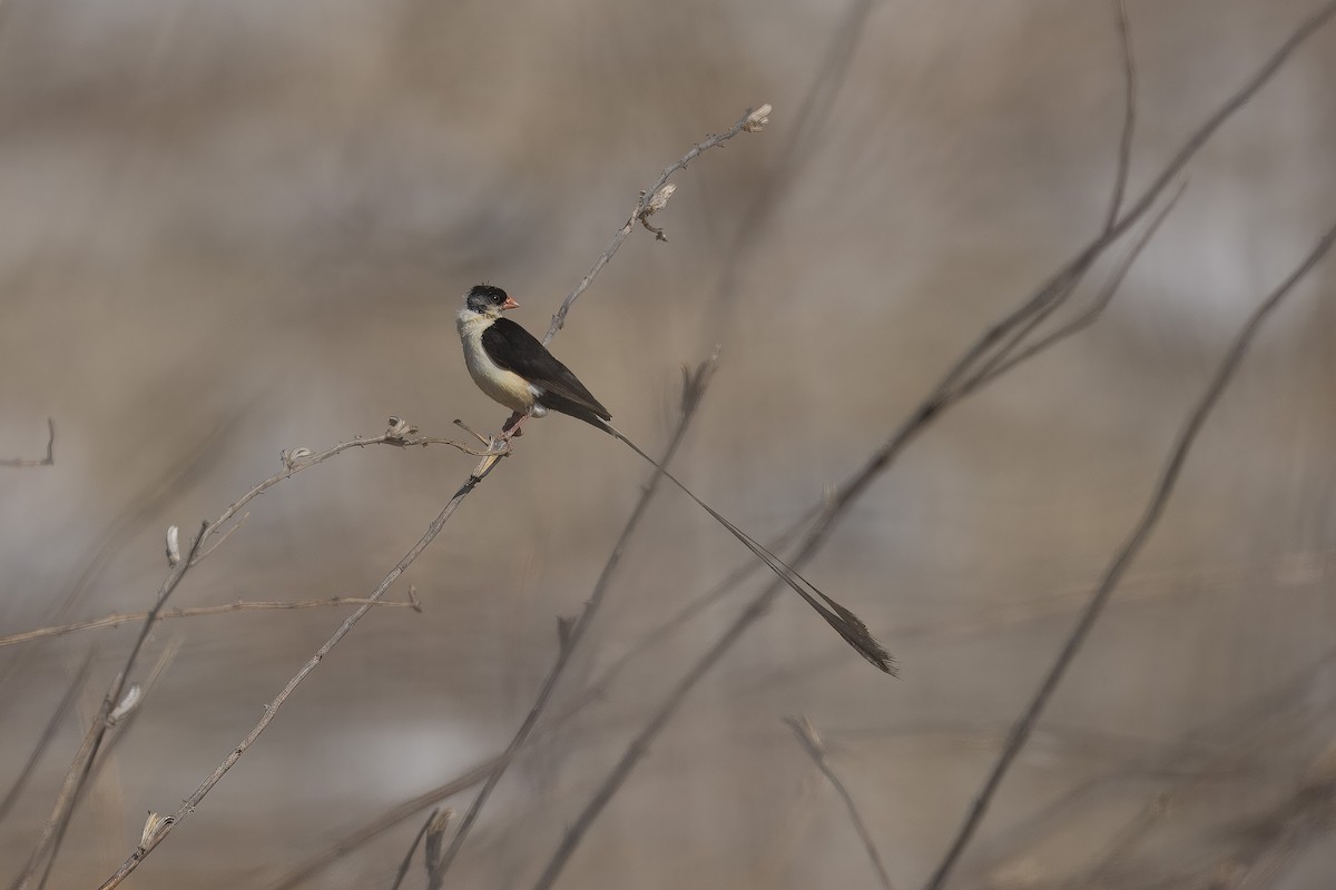Shaft-tailed Whydah - ML640947082