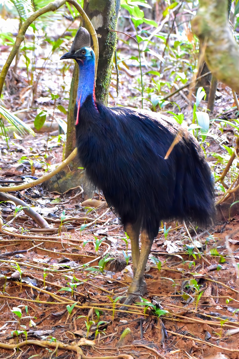 Southern Cassowary - ML640947143
