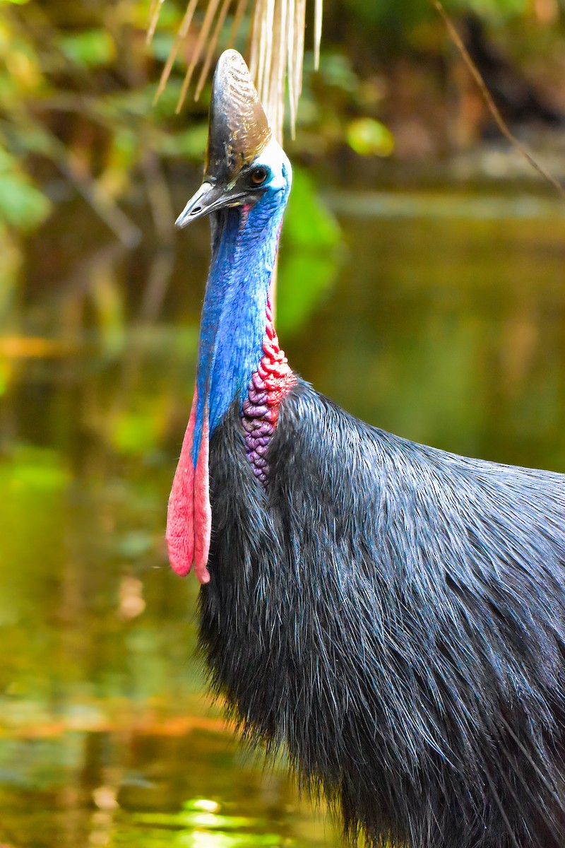 Southern Cassowary - ML640947144