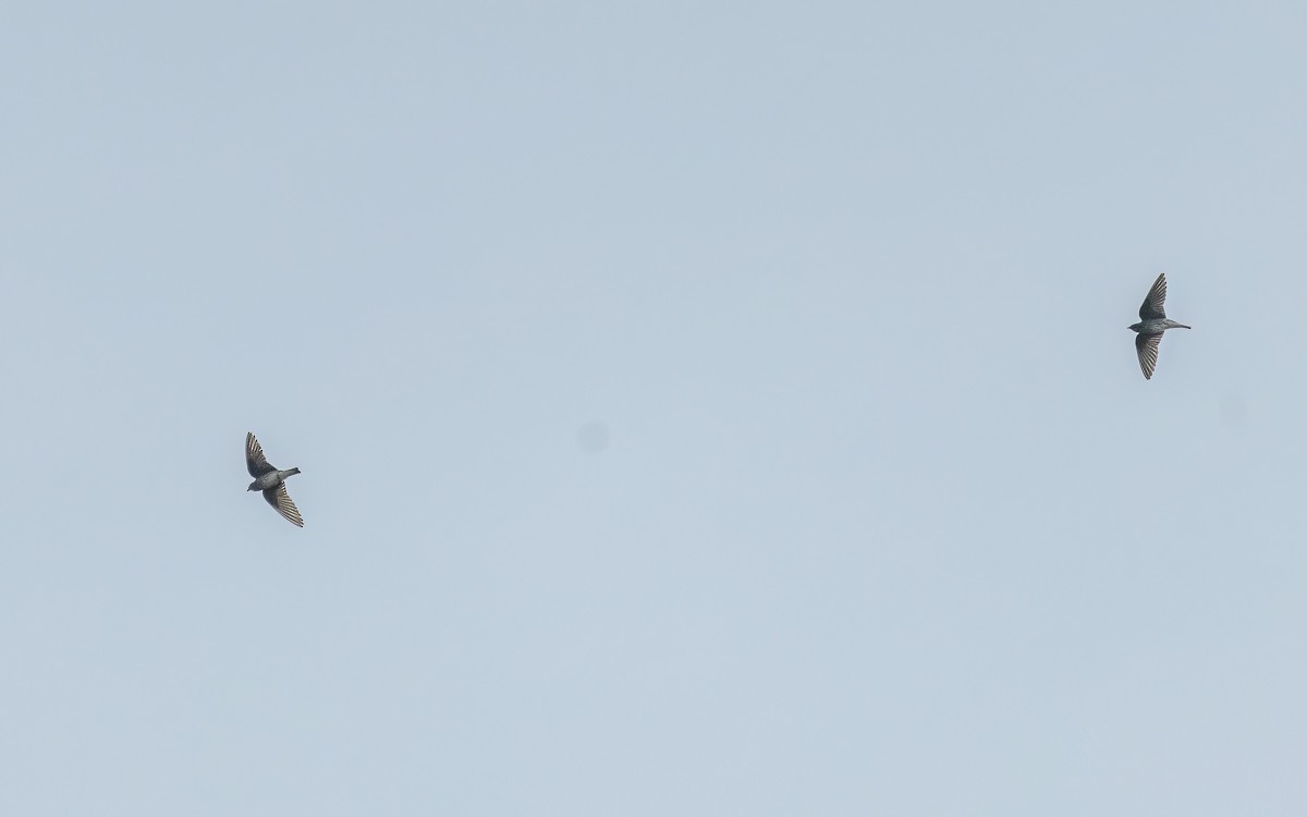 Mascarene Martin - ML640947146