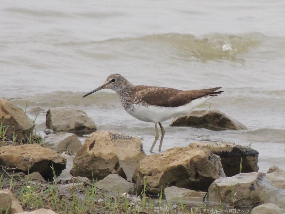 Green Sandpiper - ML640947153