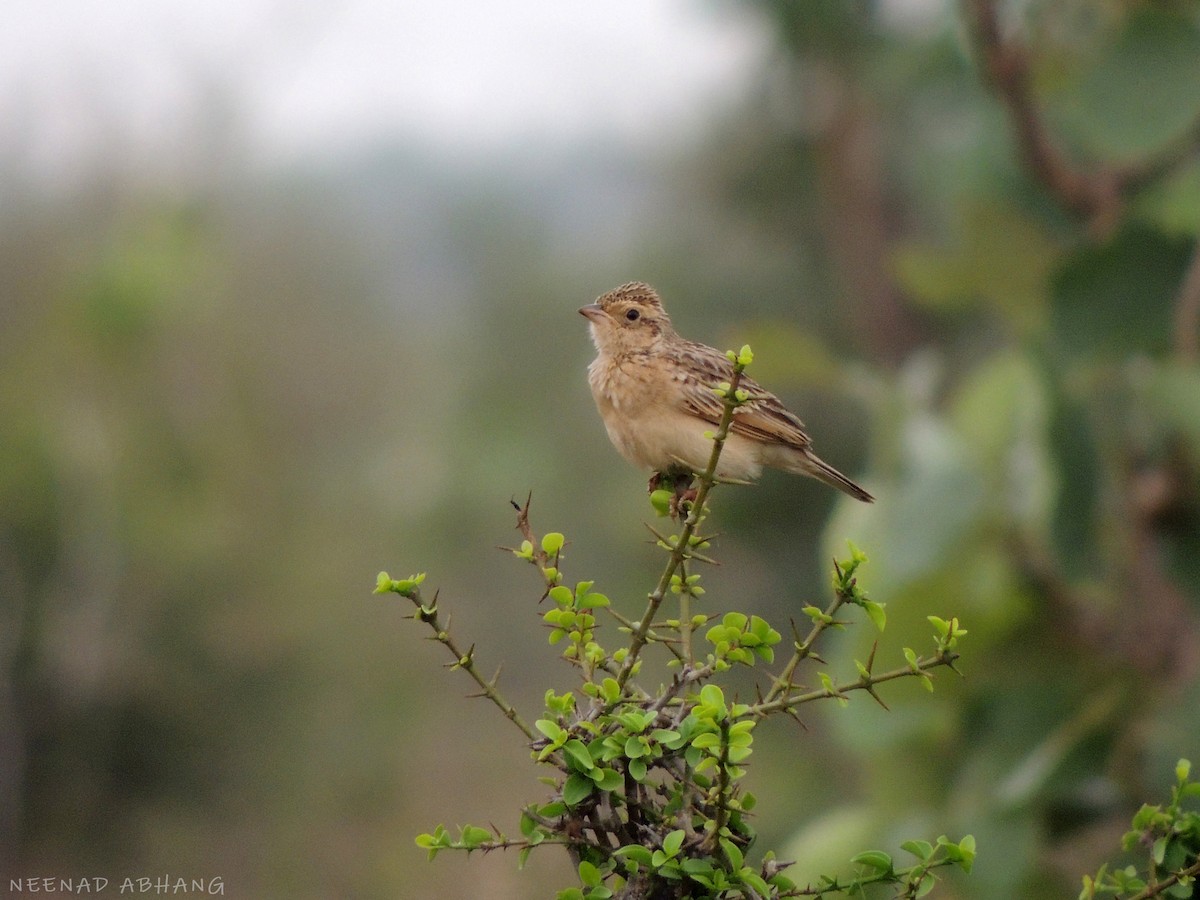 Singing Bushlark - ML640947157