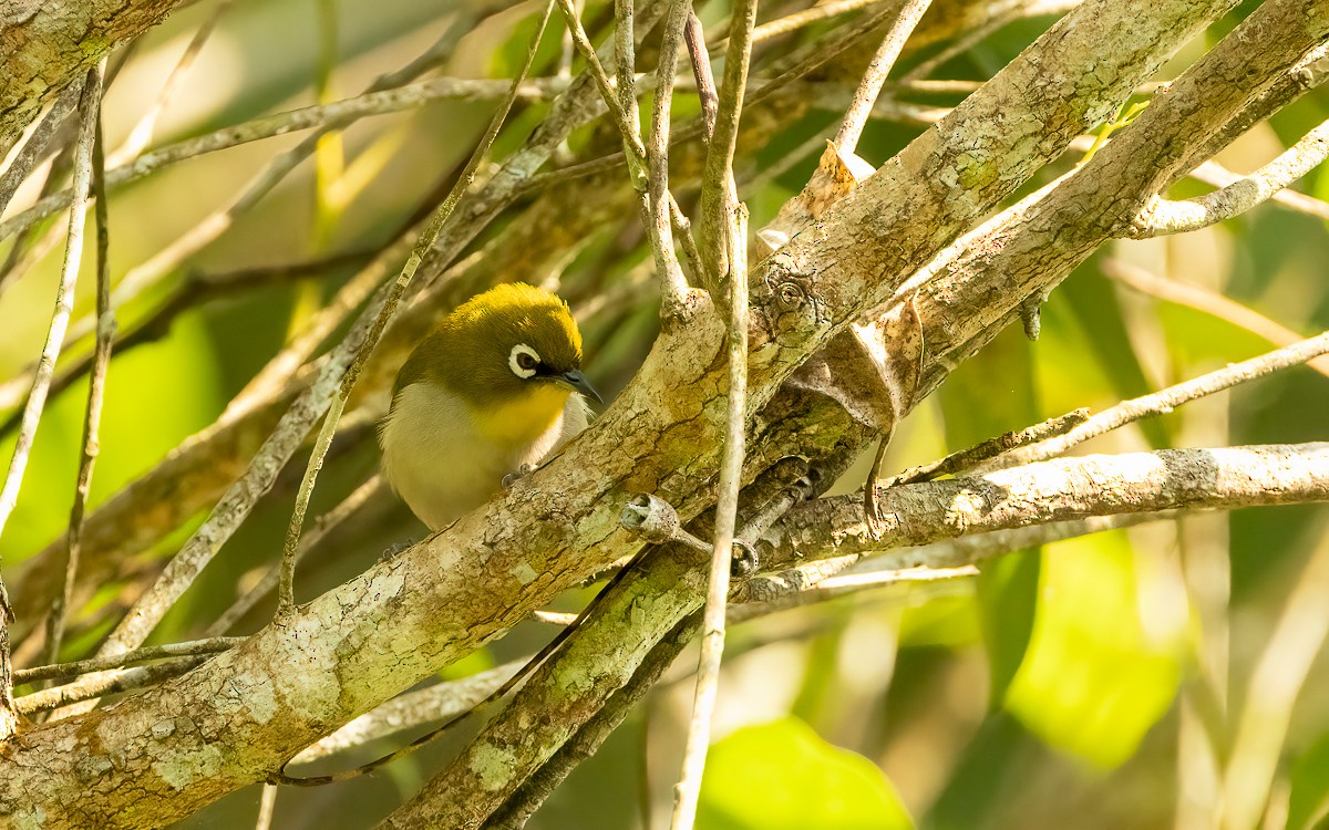 Malagasy White-eye - ML640947161
