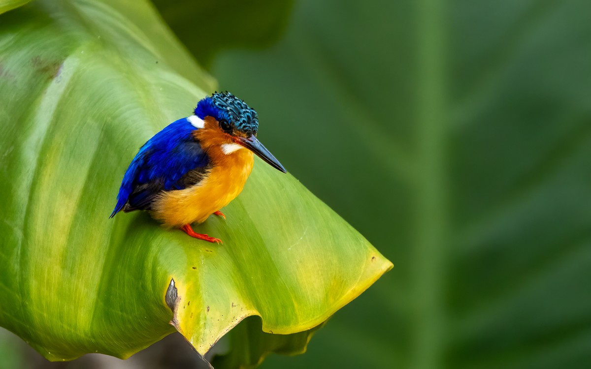 Malagasy Kingfisher - ML640947169