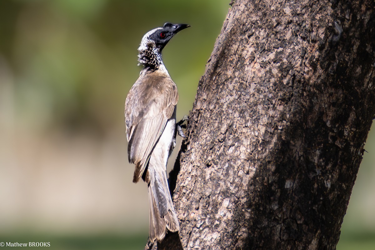 Silver-crowned Friarbird - ML640947189