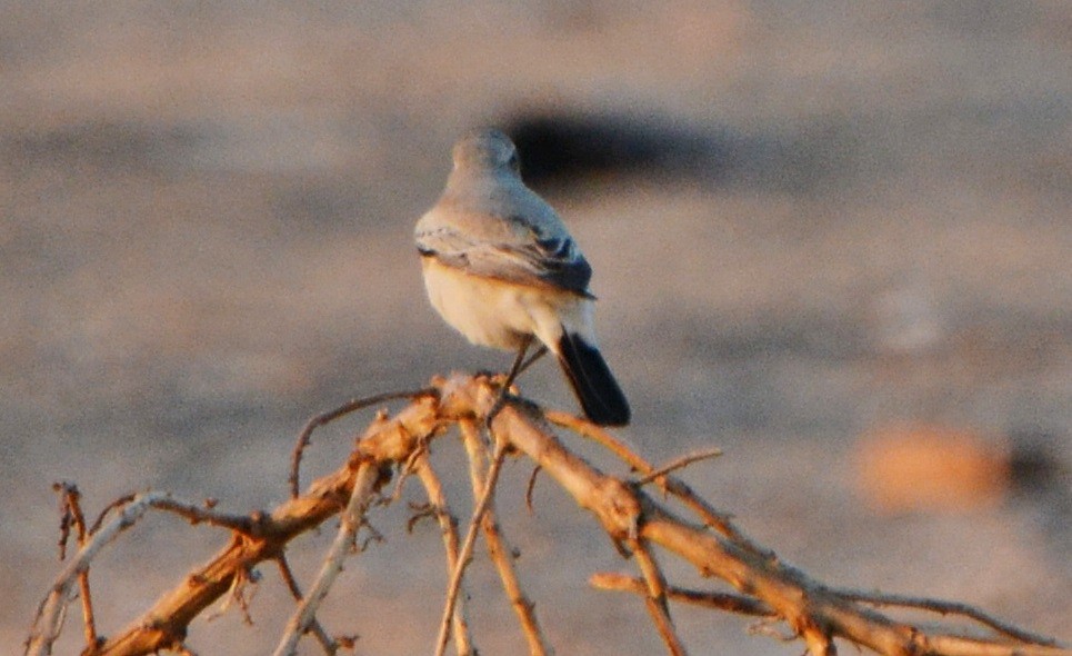 Desert Wheatear - ML640947223