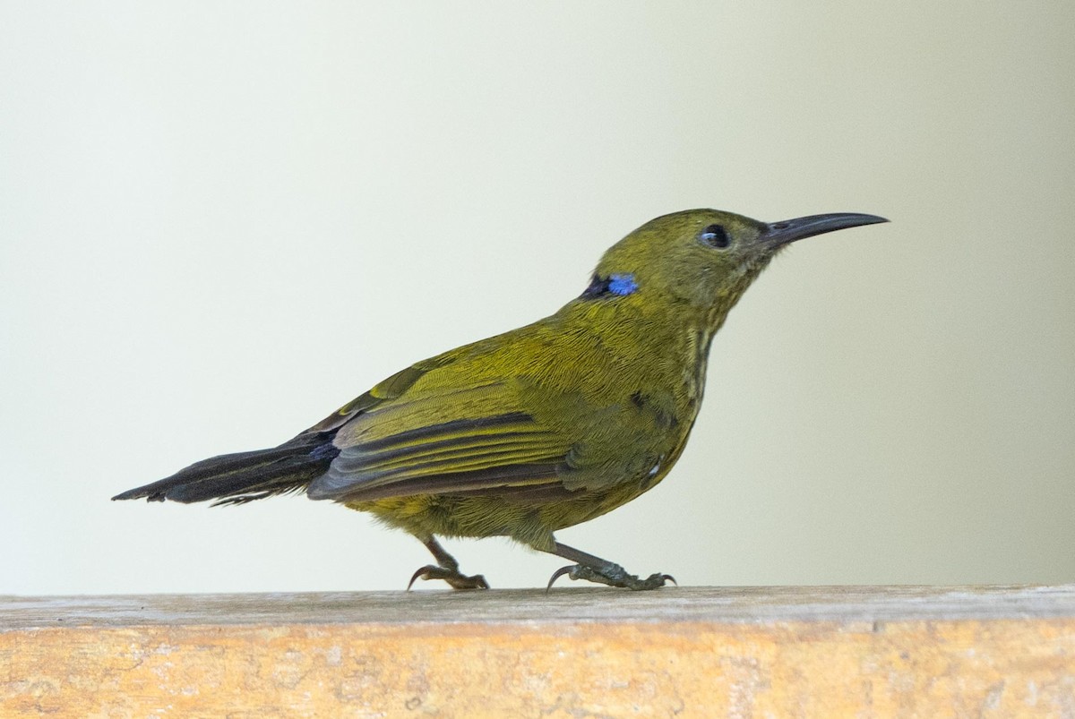 Purple-naped Spiderhunter - ML640947249