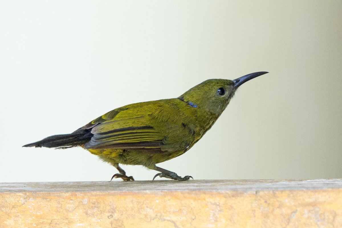 Purple-naped Spiderhunter - ML640947250