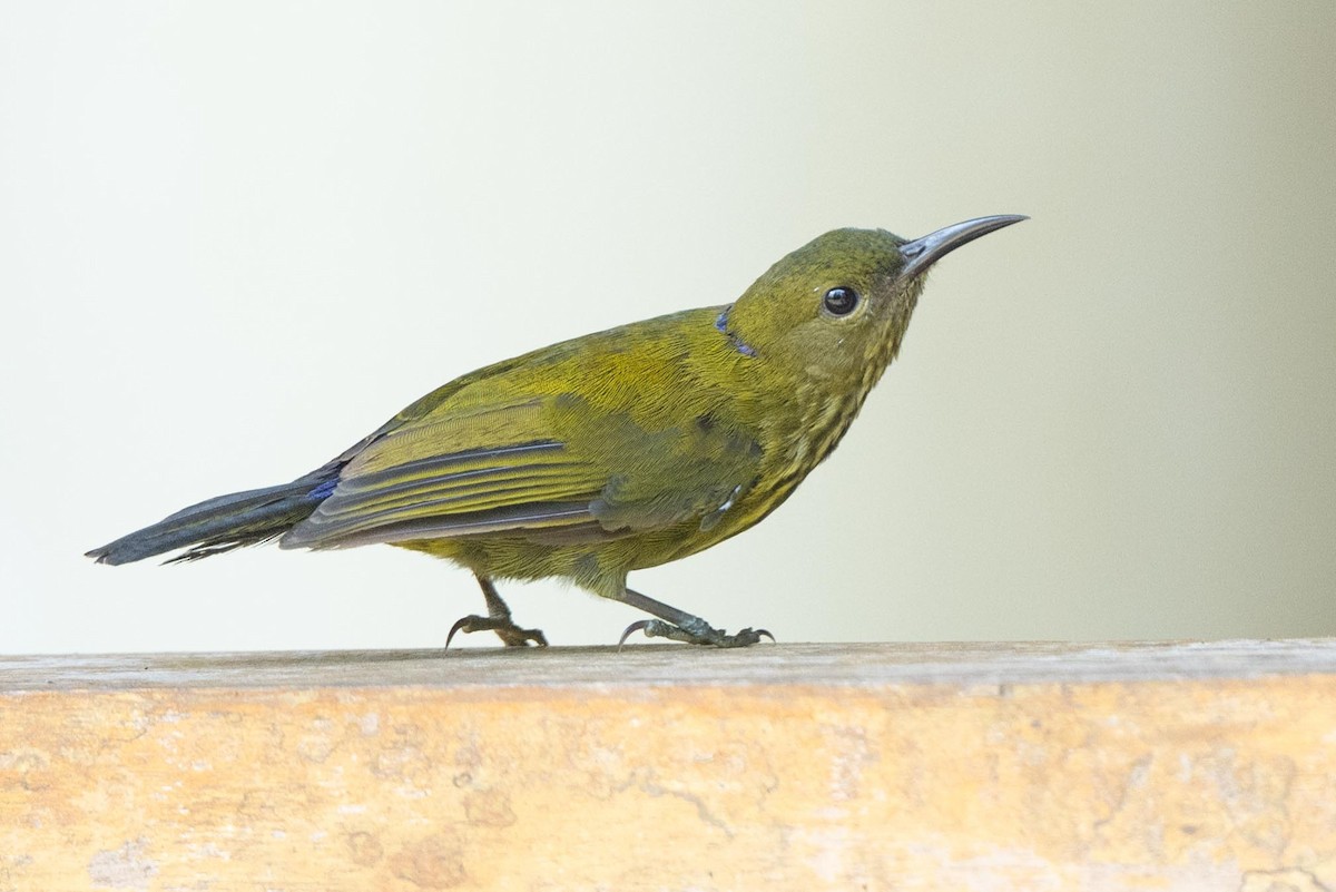Purple-naped Spiderhunter - ML640947251